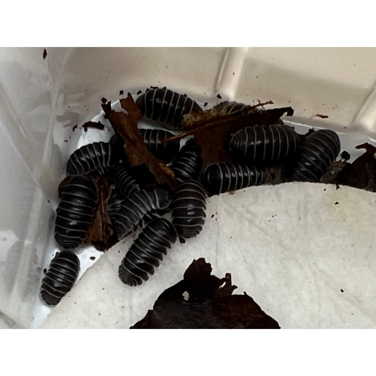 Fillipinodillo sp. Borneo Zebra