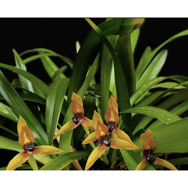 Maxillaria cucullata