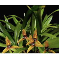 Maxillaria cucullata