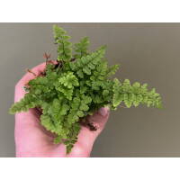 Pellaea falcata Sichelfarn