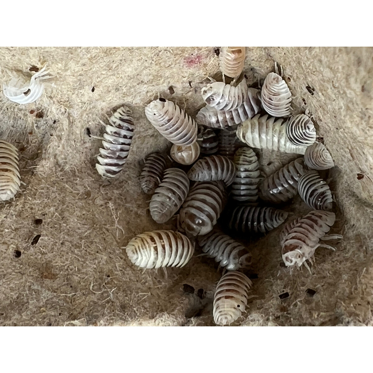 Armadillidium maculatum Champagne