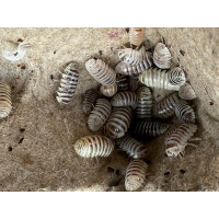 Armadillidium maculatum Champagne