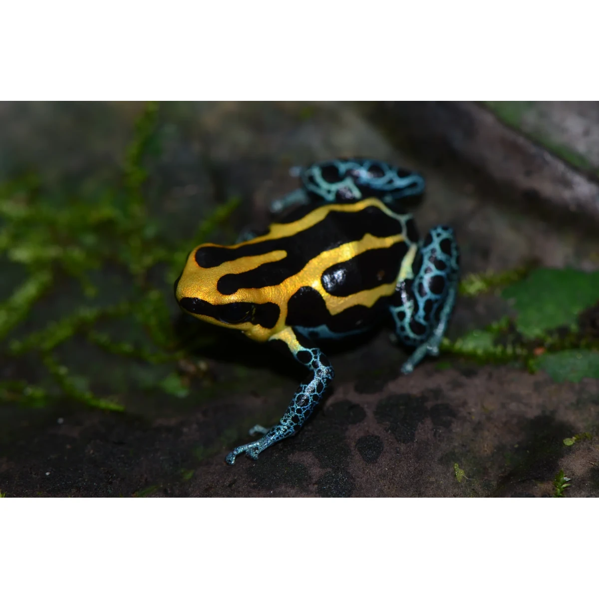 Ranitomeya amazonica Golden