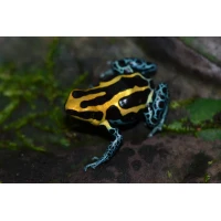 Ranitomeya amazonica Golden