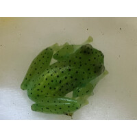Espadarana prosoblepon Glasfrosch