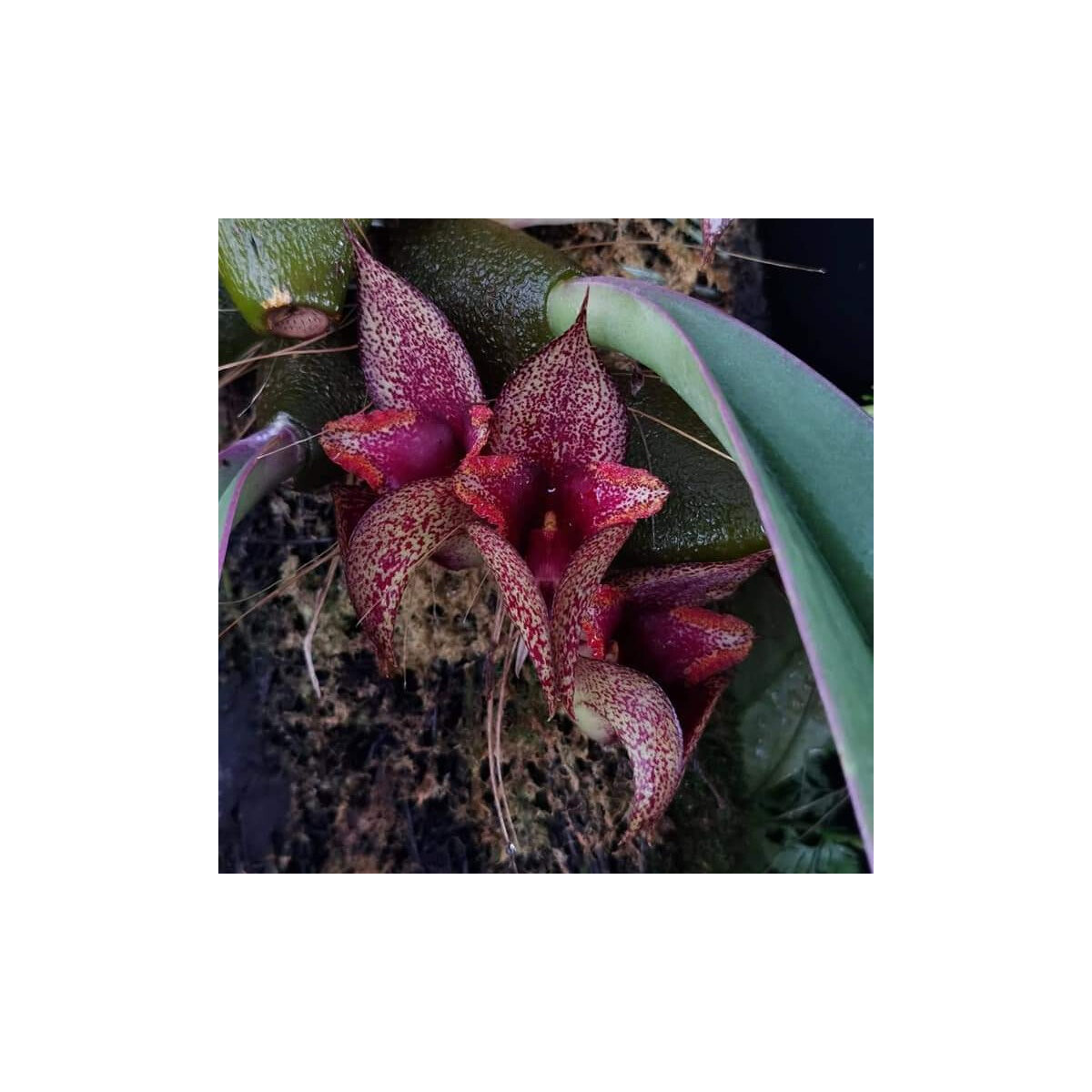 Bulbophyllum macrobulbum box