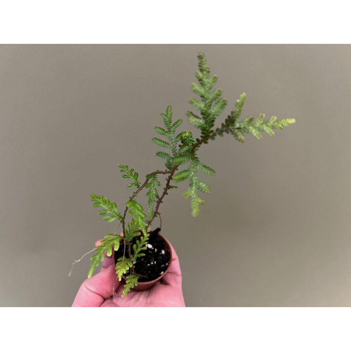 Selaginella spec. Tarapoto box