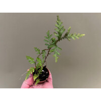 Selaginella spec. Tarapoto