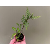 Selaginella spec. Tarapoto