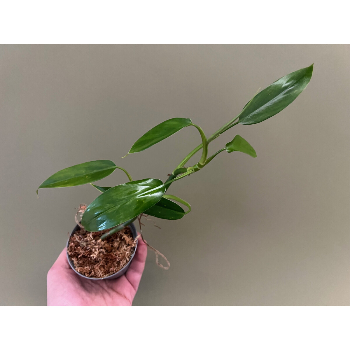 Philodendron sp. Iquitos box
