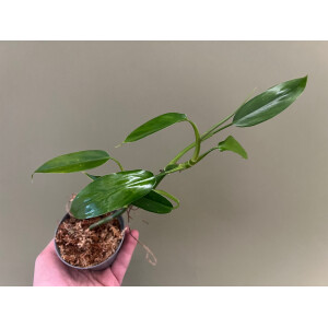 Philodendron sp. Iquitos