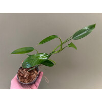 Philodendron sp. Iquitos