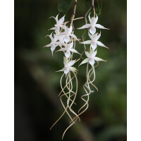 Aerangis seegeri