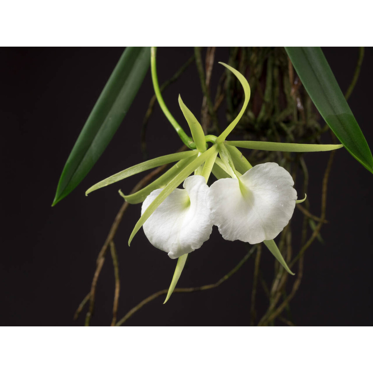 Brassavola grandiflora