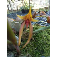 Bulbophyllum papulosum Babyplant