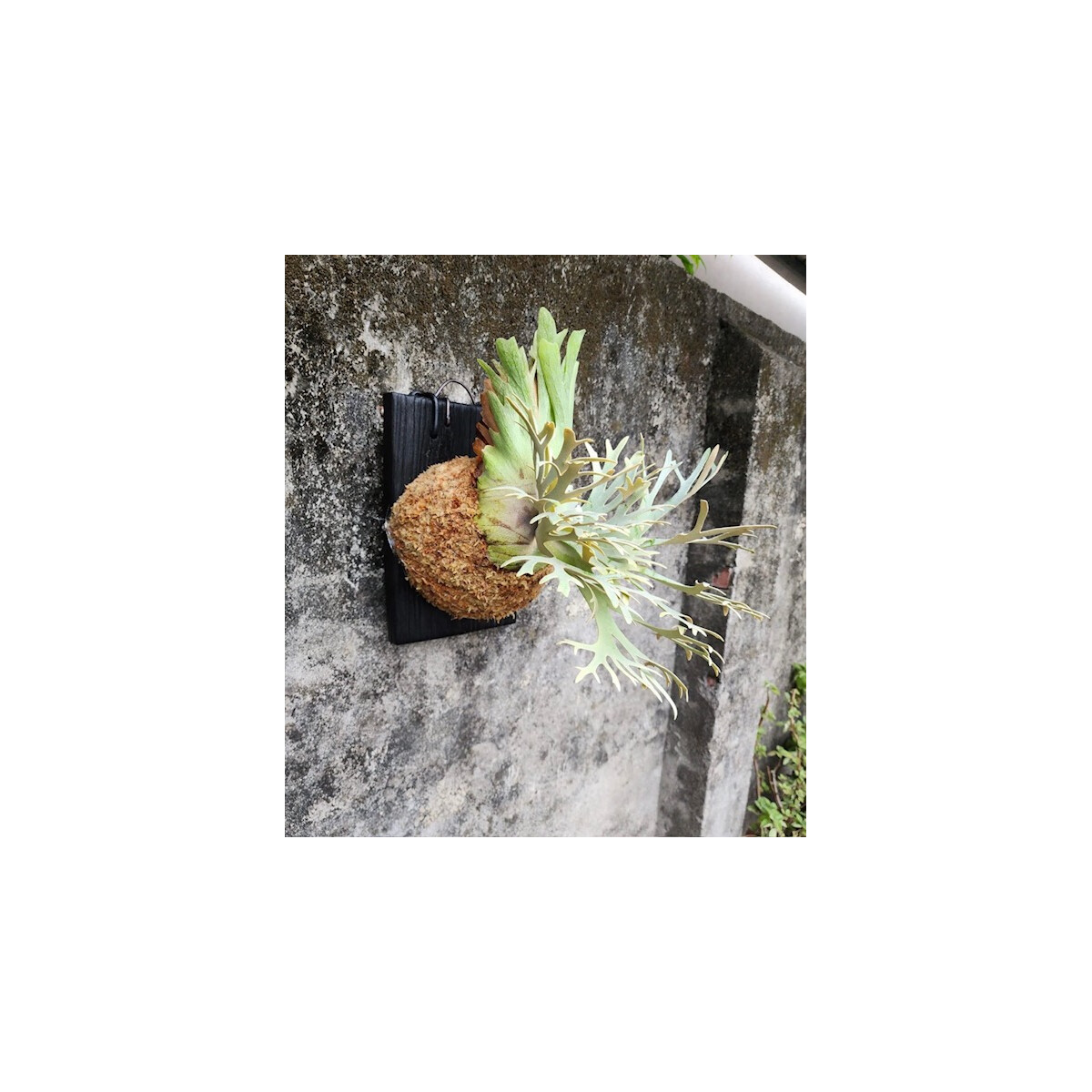 Platycerium willinckii Nano box