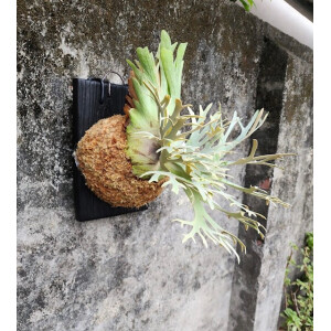 Platycerium willinckii Nano