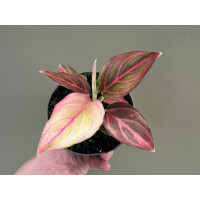 Aglaonema Pink Veins