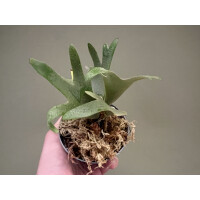 Platycerium willinckii Nano