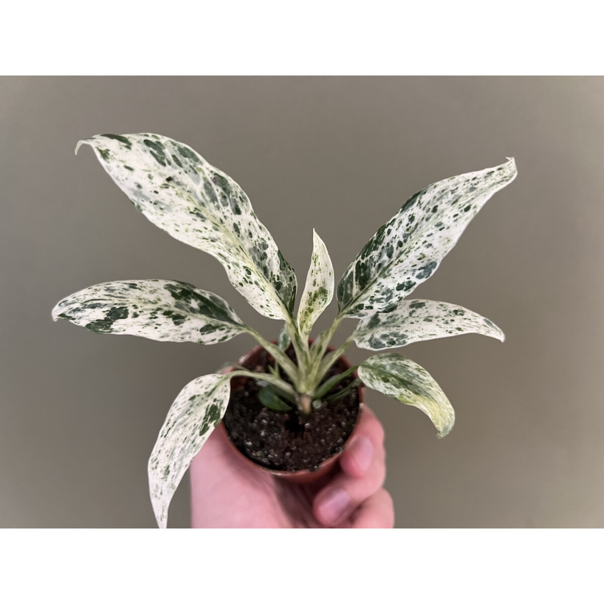 Rhaphidophora puberula variegata Babypla box