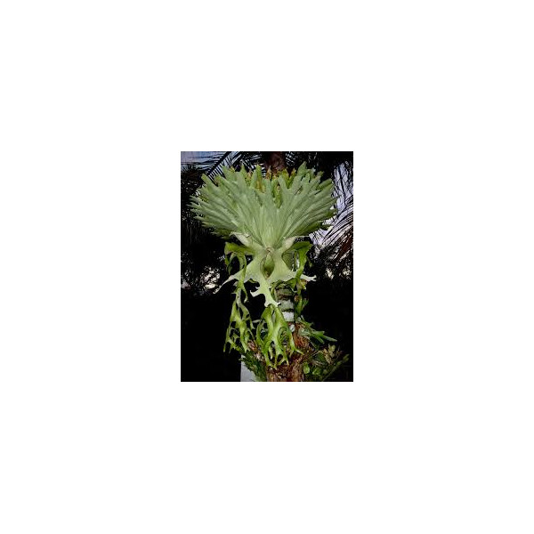 Platycerium Antis (Andinum X Elephantotis)