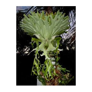Platycerium Antis (Andinum X Elephantotis)