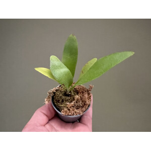 Platycerium Antis (Andinum X Elephantotis)