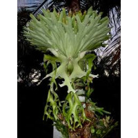 Platycerium Antis (Andinum X Elephantotis)