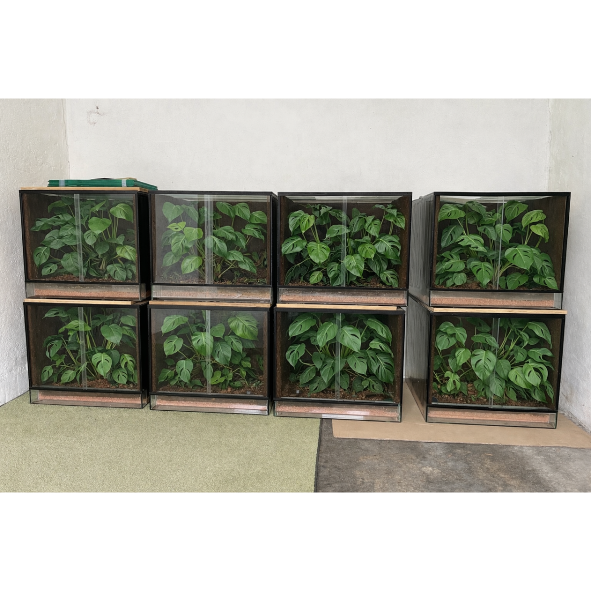Angebot Terrarienanlage mit Beleuchtung  box