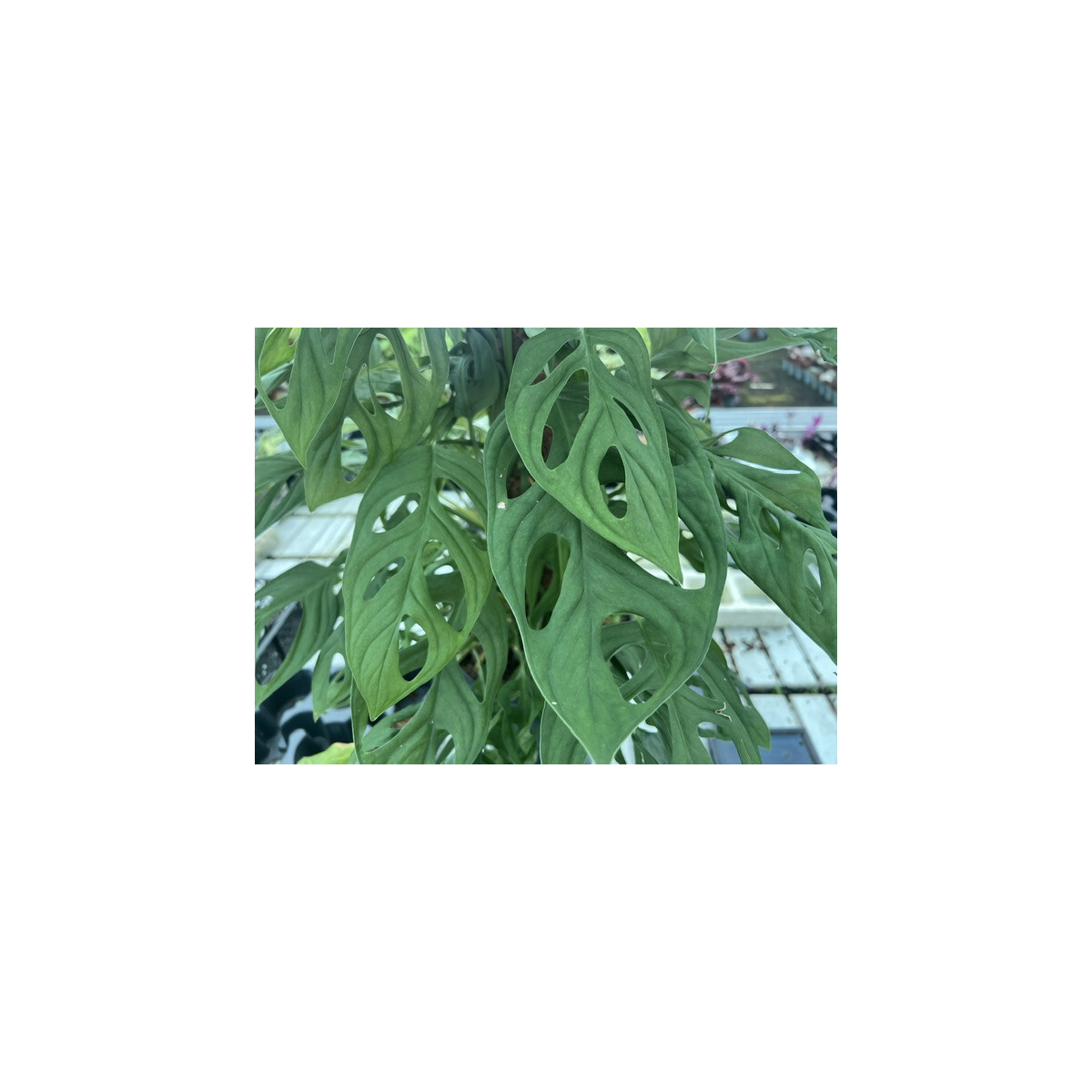 Monstera adansonii Holy Moly Ableger box