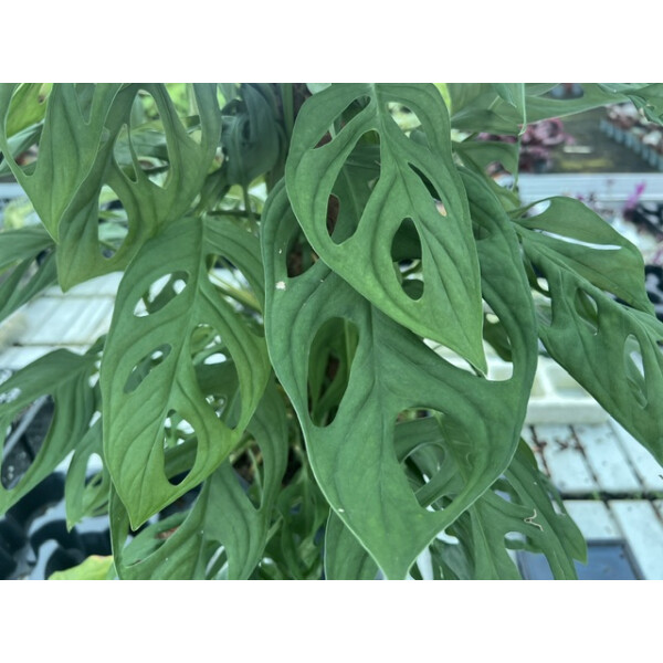 Monstera adansonii Holy Moly Ableger