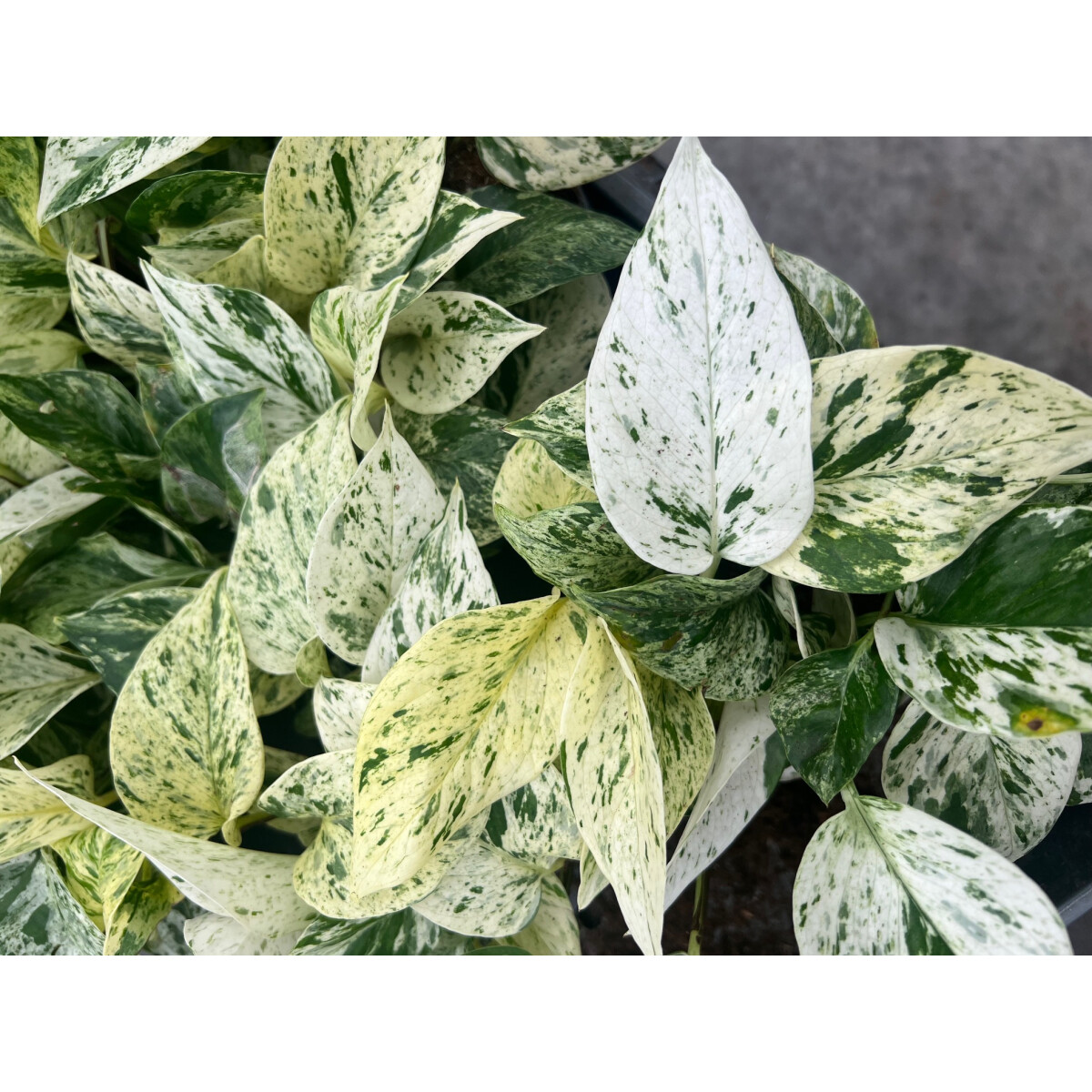 Epipremnum pinnatum Snow Leopard box