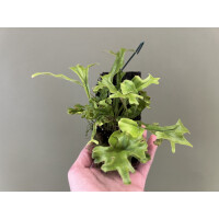 Pyrrosia lingua Cristata aufgebunden