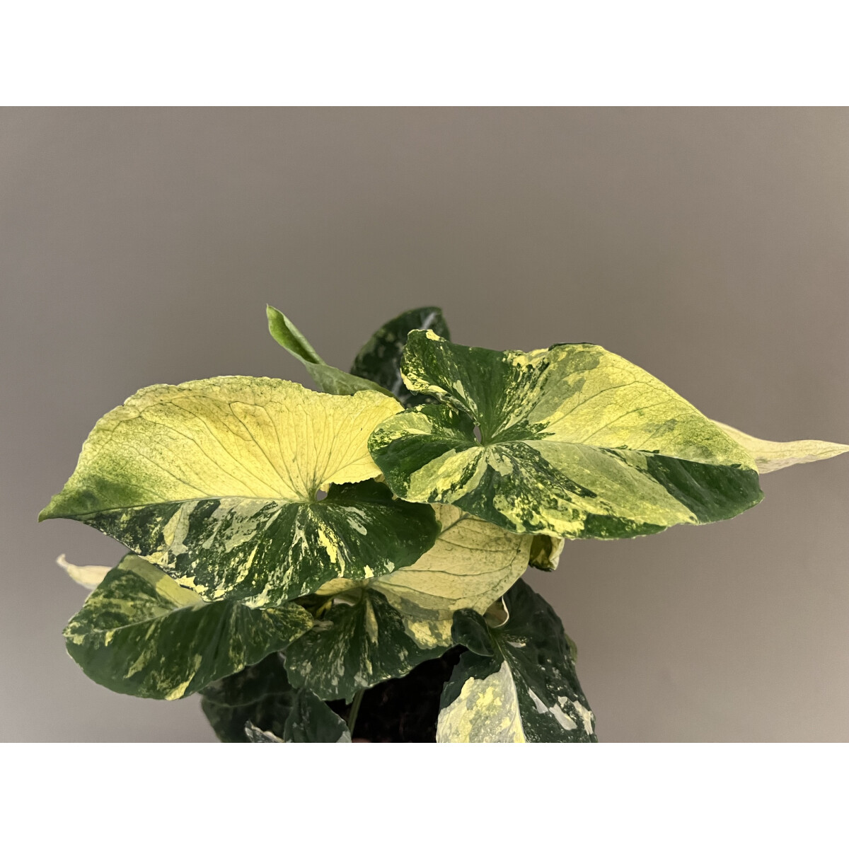 Syngonium Scrambled Eggs Ableger