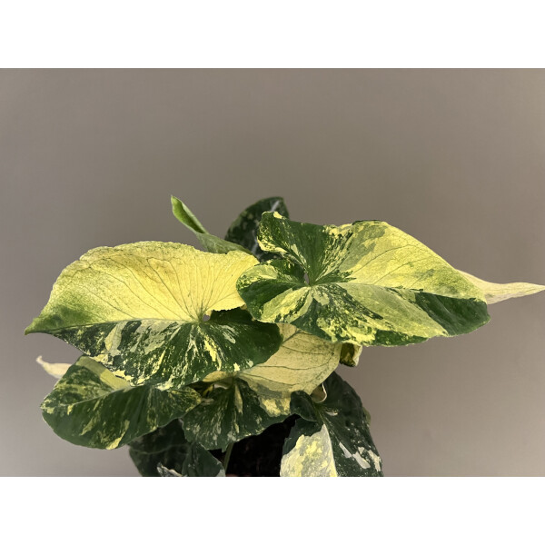 Syngonium Scrambled Eggs Ableger