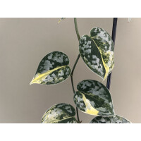 Scindapsus geulis selten