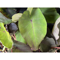 Colocasia Black Magic