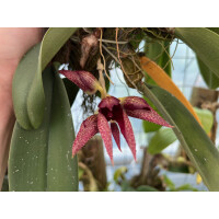 Bulbophyllum frostii x Bulbophyllum phalaenopsis
