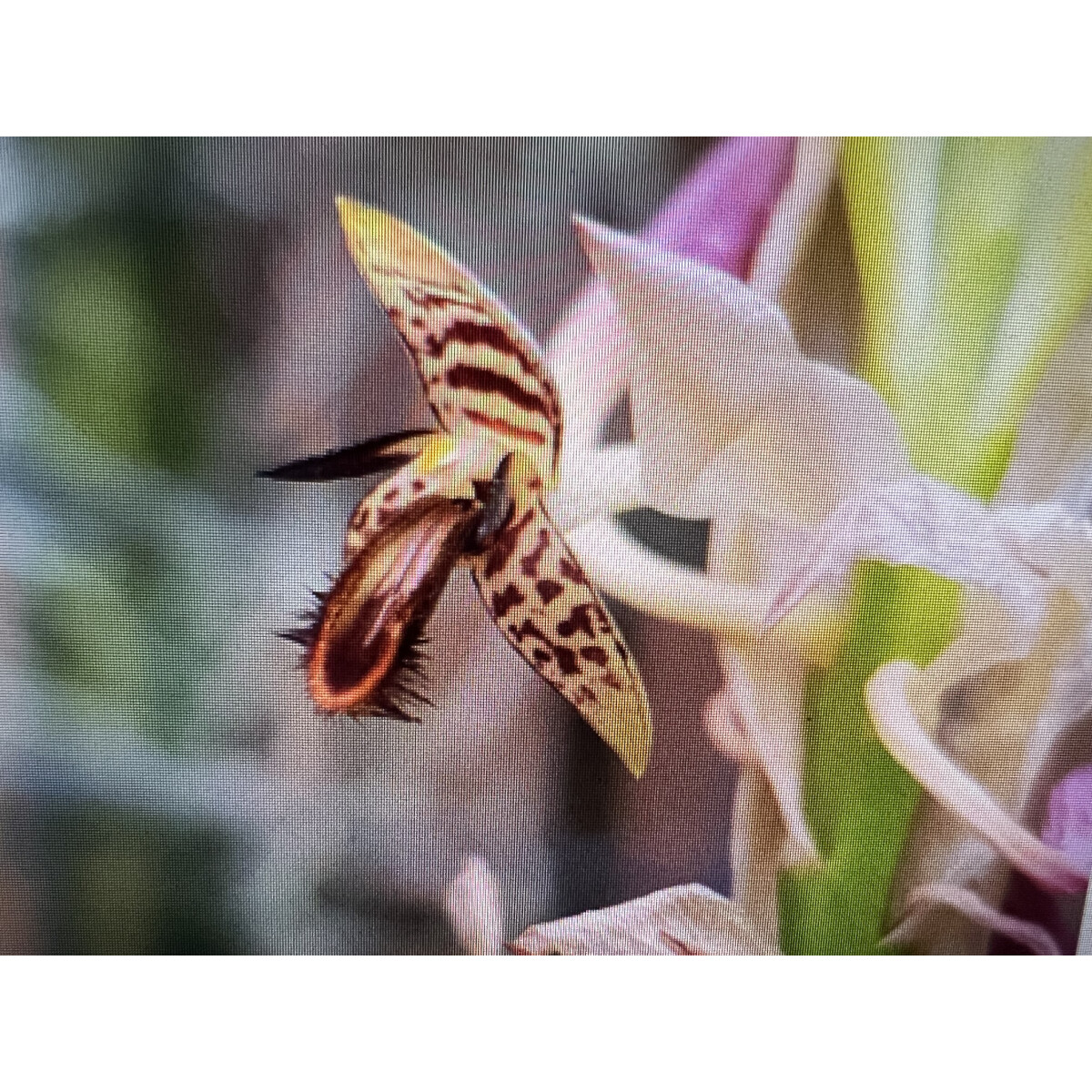 Bulbophyllum schinzianum box