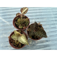 Angebot Juwelorchideen Mix