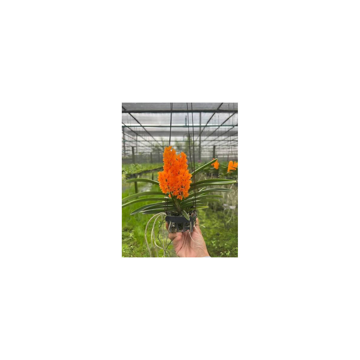 Ascocentrum miniatum