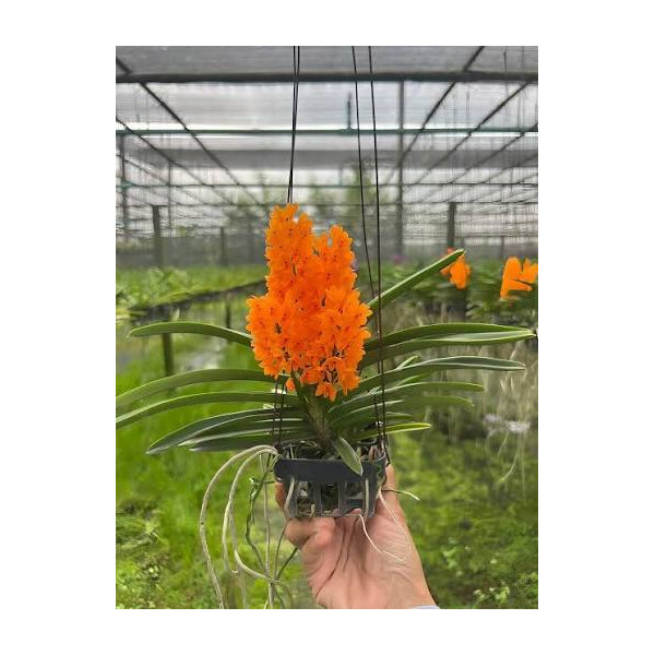 Ascocentrum miniatum