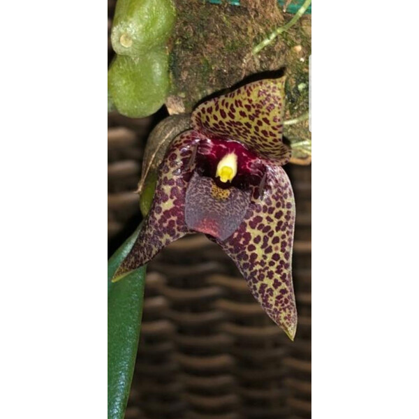 Bulbophyllum disciflorum