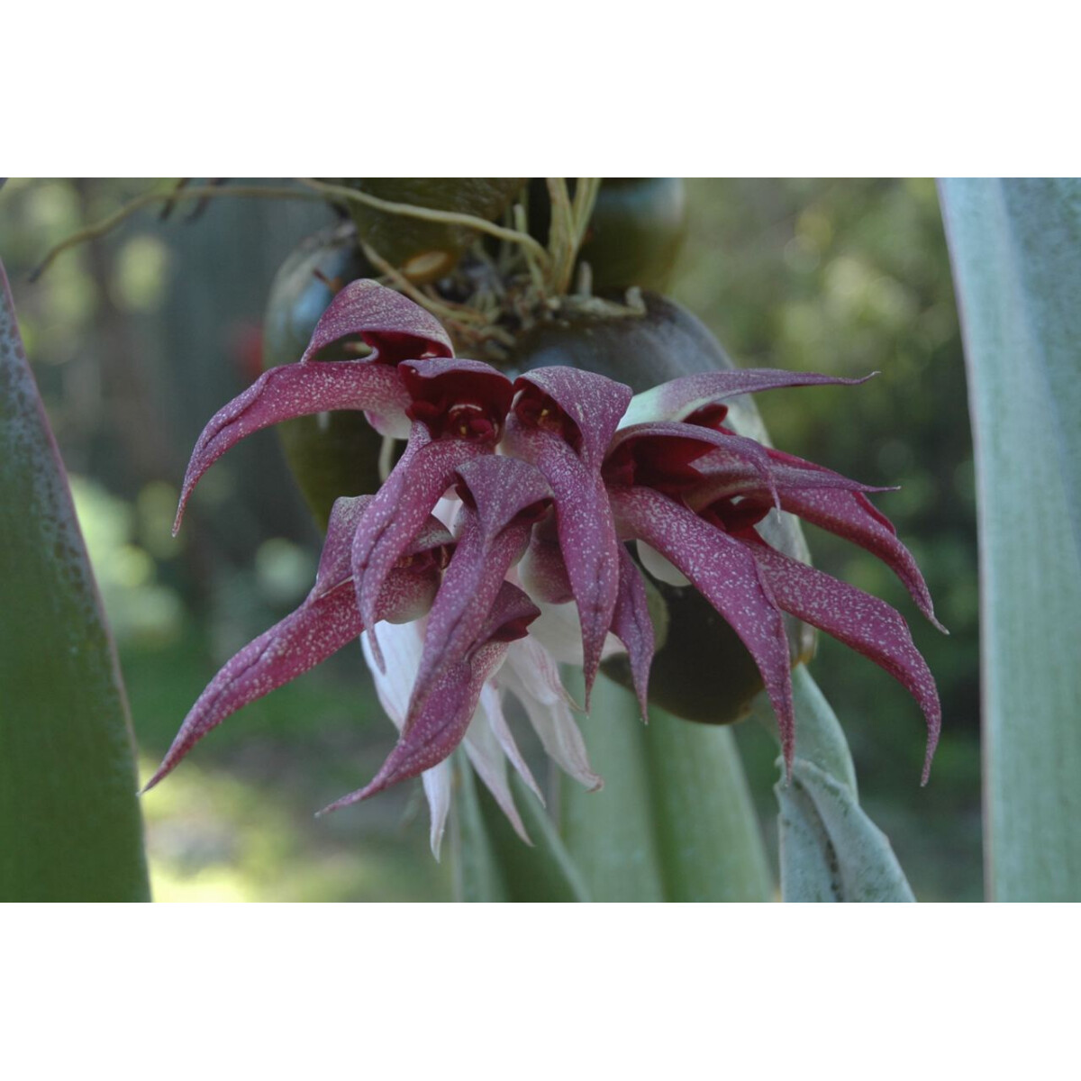 Bulbophyllum fletcherianum