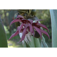 Bulbophyllum fletcherianum
