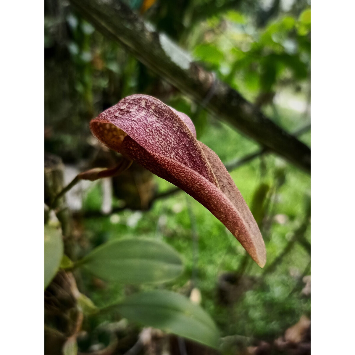 Bulbophyllum fraudulentum