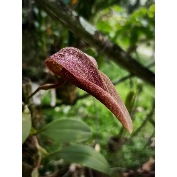Bulbophyllum fraudulentum