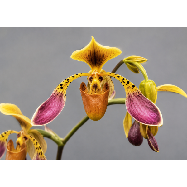 Paphiopedilum lowii