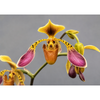 Paphiopedilum lowii