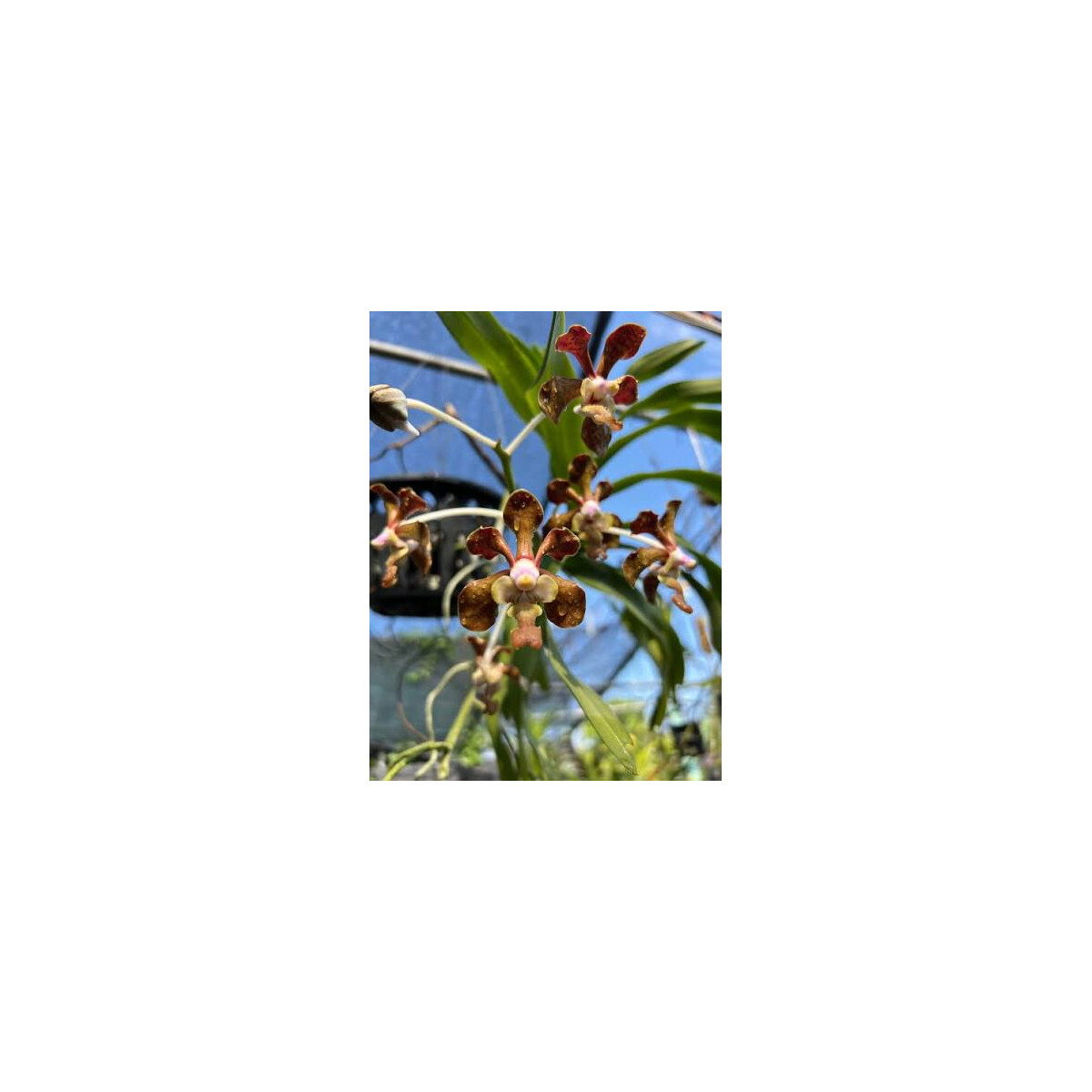 Vanda brunnea box